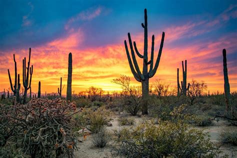Tucson saguaros - The fruit of saguaros ripens in June and July, with the pulp of the fruit containing seeds that can lead to a new generation. Contact reporter Doug Kreutz at dkreutz@tucson.com or at 573-4192. On ...